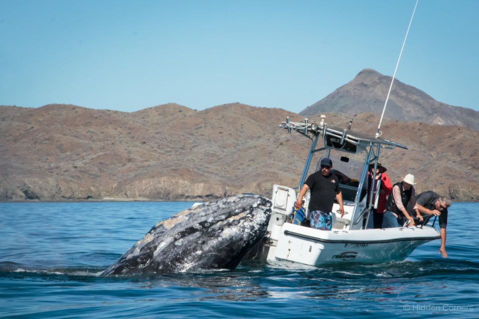 Whale Watching In Baja California Sur - Hidden Corners